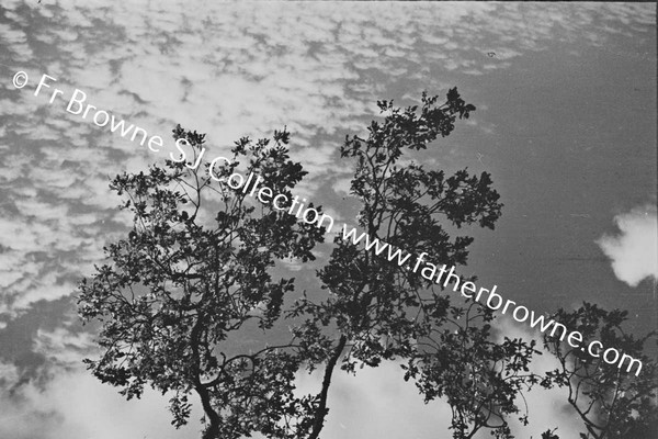 ST MARYS OAK LEAVES & SKY EMO COURT